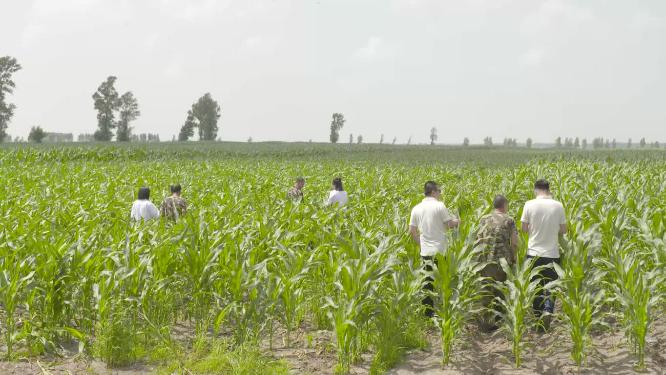 农艺师农学家行走背影观察种植园中的玉米地