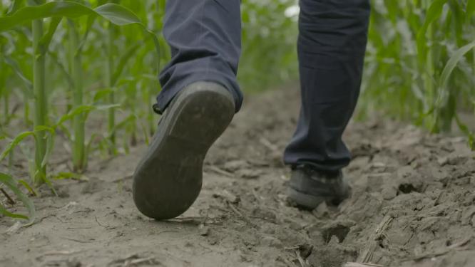 农艺师农学家行走背影观察种植园中的玉米地