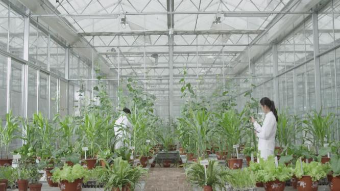 智慧农业大棚种植试验蔬菜玉米农业研究实验