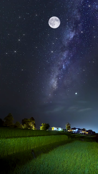 夜景星空下的稻田竖屏