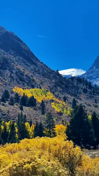 车行进中拍摄的风景竖屏镜头