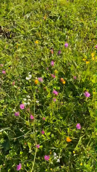 花草树木竖屏
