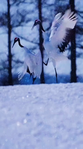 小鸟雪中竖屏镜头
