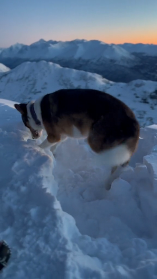 狗狗爬雪竖屏
