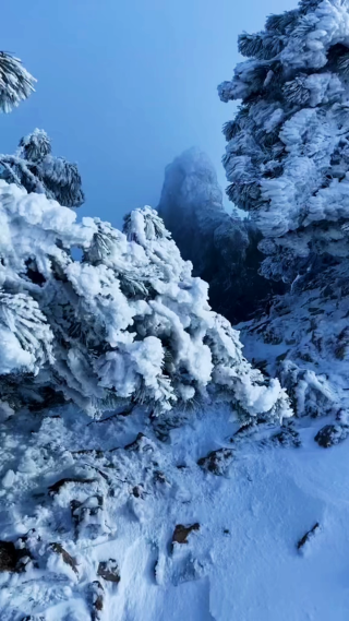 白雪覆盖的树枝山脉