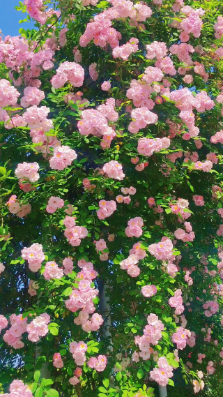 花海