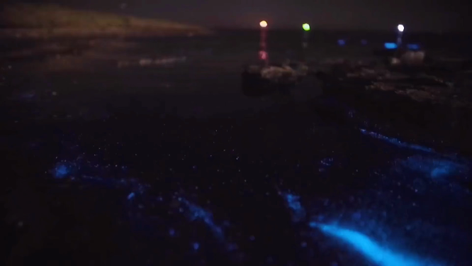 神奇荧光海岸