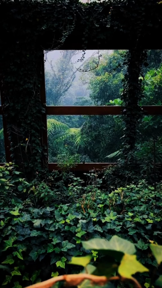 雨天绿植
