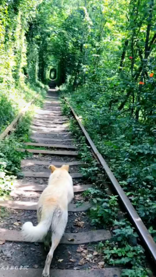 猫咪走在铁轨上