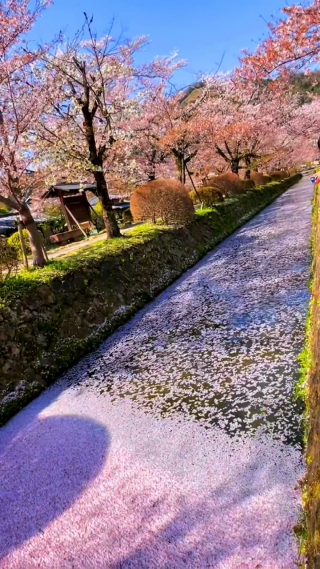花海竖屏