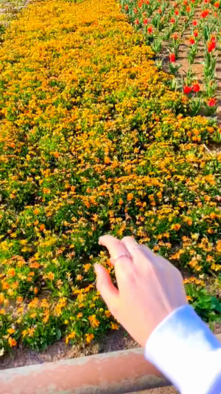 治愈系风景竖屏