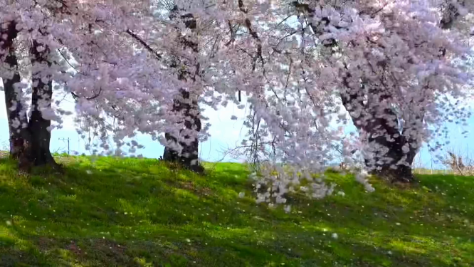风吹花落美景
