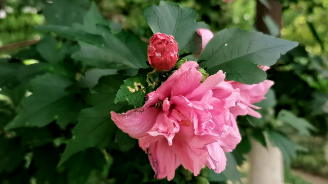 木槿