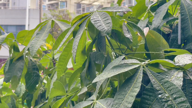 下雨天素材 