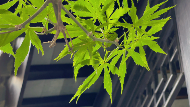 古色建筑屋檐下的红枫