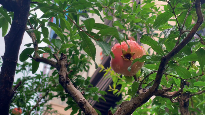夏日即将成熟的石榴 
