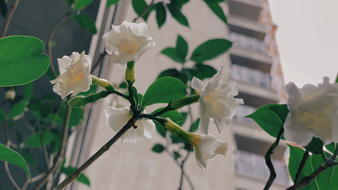 夏日里盛放的花
