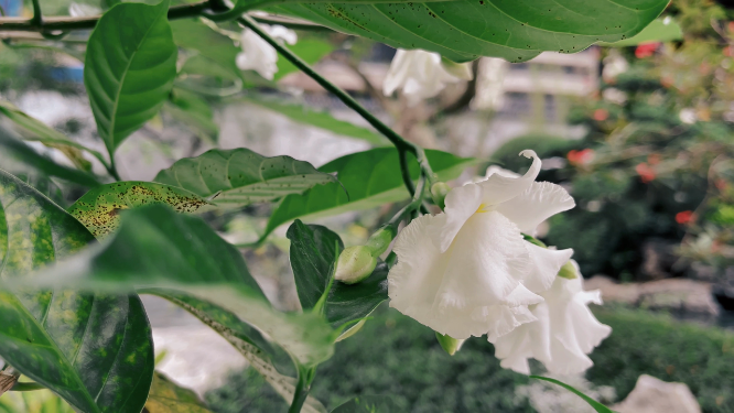 花园里盛开的花儿