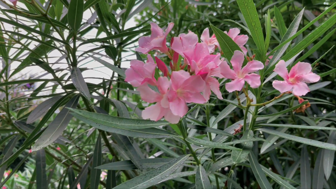 雨后的夹竹桃 