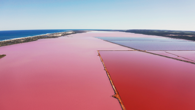4k粉色湖泊航拍-西澳大利亚
