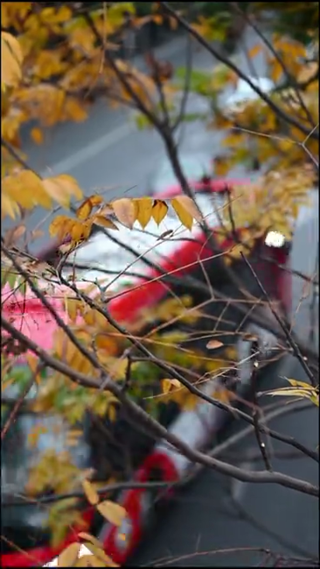 绿色植物拍摄 竖屏