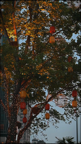 绿色植物拍摄 竖屏