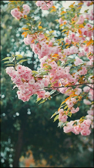 绿色植物拍摄 竖屏