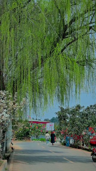 绿色植物拍摄 竖屏