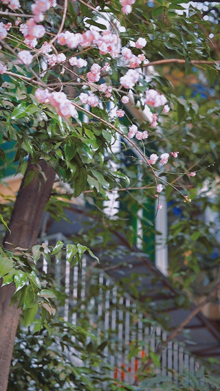 绿色植物拍摄 竖屏