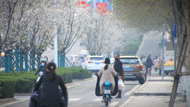 威海高新区樱花大道春季景观
