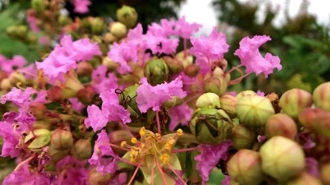 紫薇花