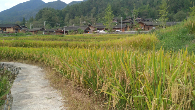 水稻稻谷大米农业粮食丰收稻田