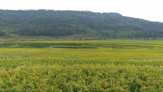 水稻稻谷大米农业粮食丰收稻田