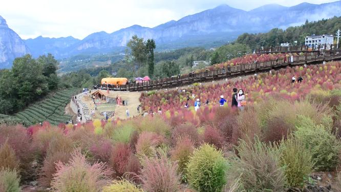 浪漫的乡村振兴植物植被地肤草