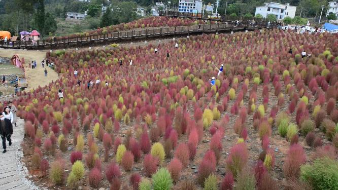 浪漫的乡村振兴植物植被地肤草