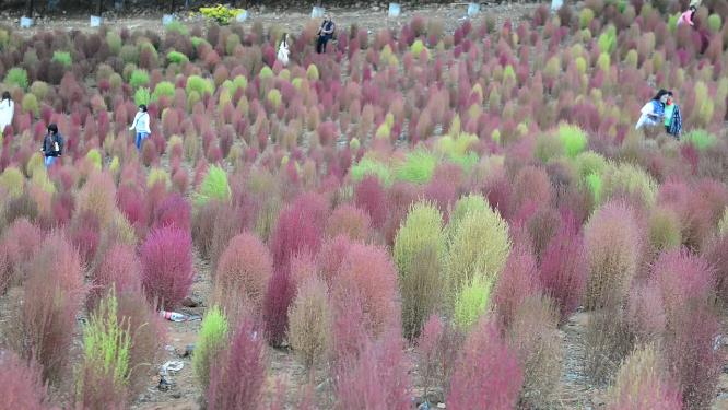 浪漫的乡村振兴植物植被地肤草