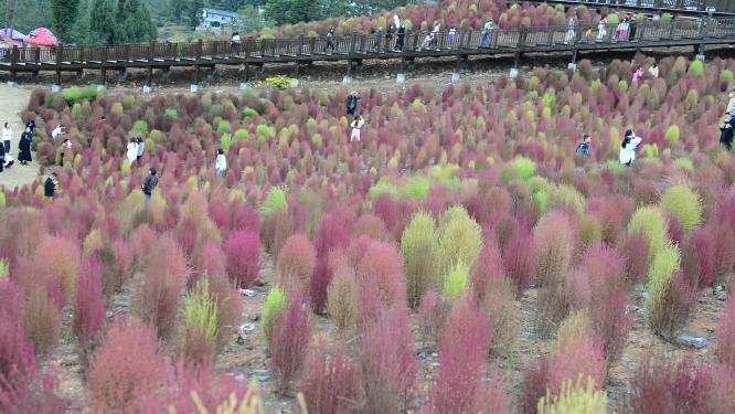 浪漫的乡村振兴植物植被地肤草