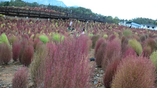 浪漫的乡村振兴植物植被地肤草