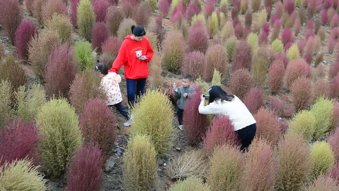 浪漫的乡村振兴植物植被地肤草