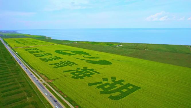 航拍青海省青海湖海南州油菜花田（巨型文字图案）