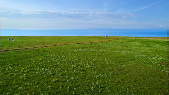 航拍青海湖湖畔野花（8月）