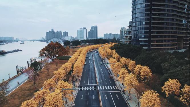 航拍珠江边黄金风铃花海调色版（沿路飞行）
