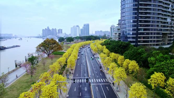 航拍珠江边黄金风铃花海原色版（沿路飞行）