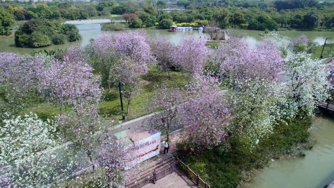 广州海珠国家湿地公园紫荆花海航拍集锦