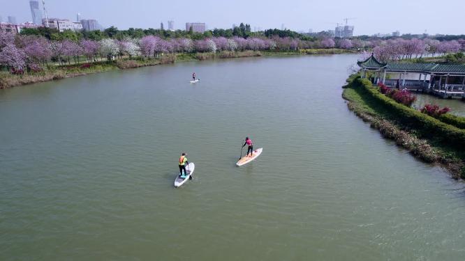 广州海珠国家湿地公园紫荆花海航拍舢板