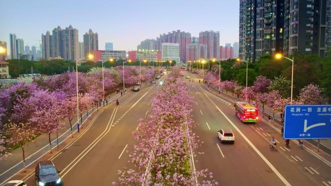 航拍广州荔湾区水秀一路紫荆花海夜景