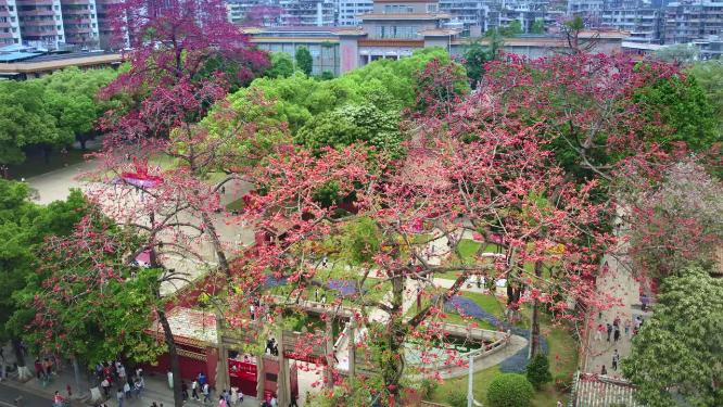 航拍广州农讲所番禺学宫三月木棉花外围
