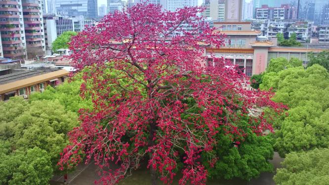 航拍广州农讲所少年儿童图书馆三月木棉花