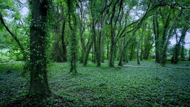 航拍广州中国科学院华南植物园道路