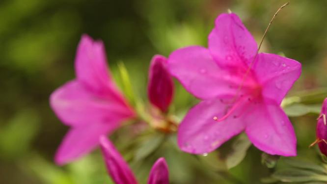 杜鹃花